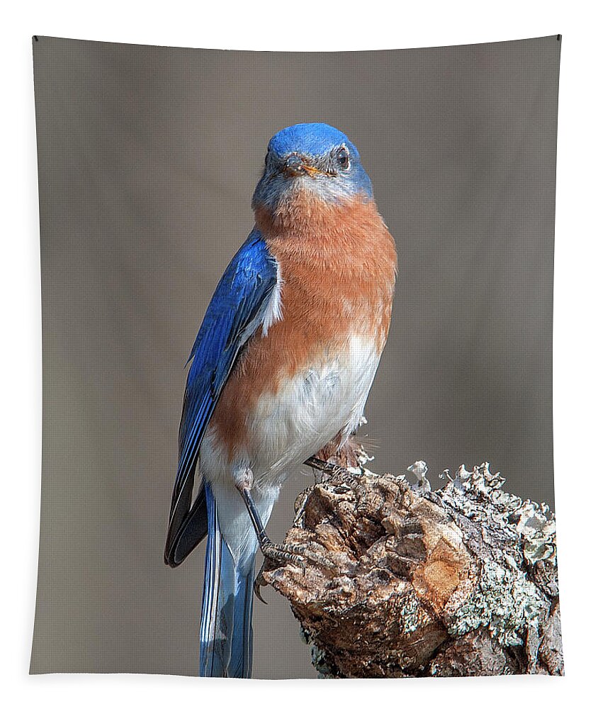 Nature Tapestry featuring the photograph Eastern Bluebird DSB0300 by Gerry Gantt