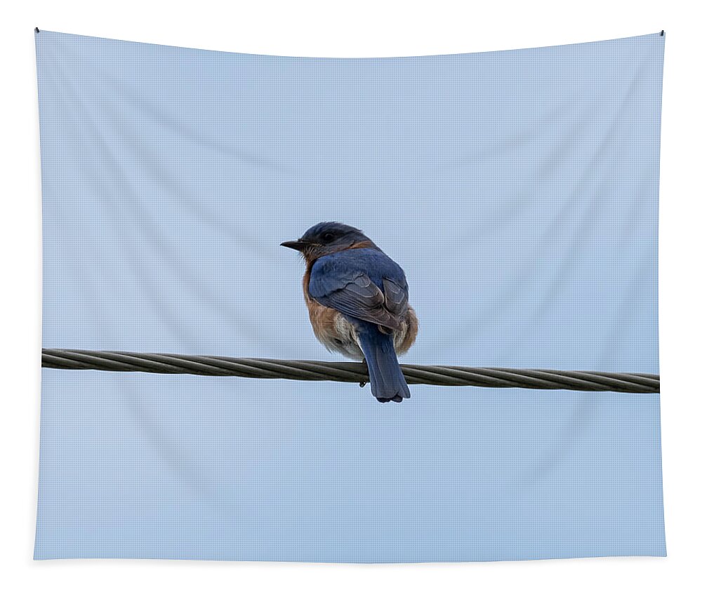 Eastern Bluebird Tapestry featuring the photograph Eastern Bluebird by Holden The Moment