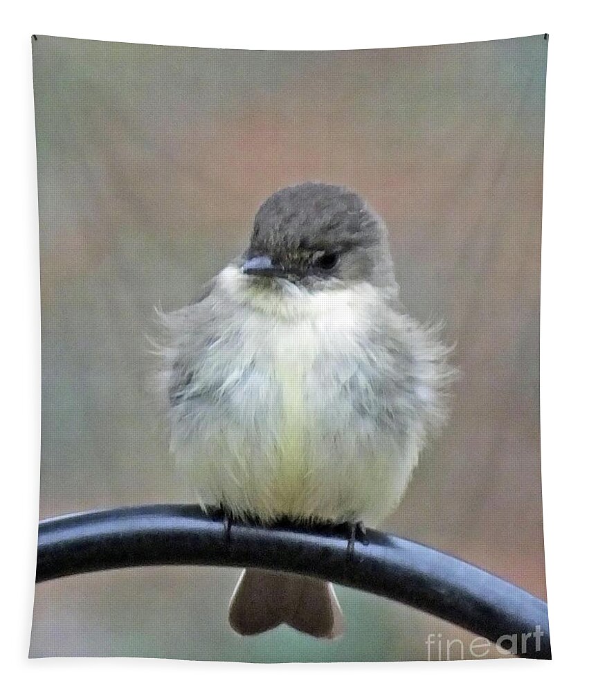 Birding Tapestry featuring the photograph Eastern Phoebe 4 by Lizi Beard-Ward