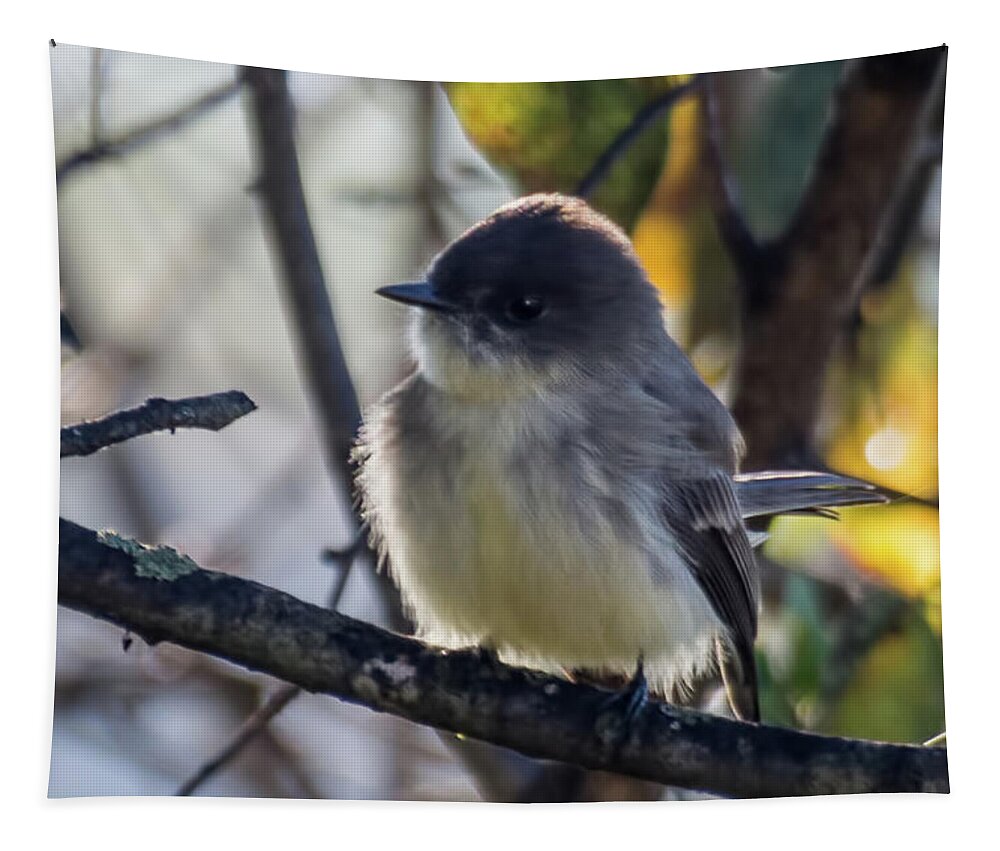 Wildlife Tapestry featuring the photograph Eastern Phoebe by John Benedict