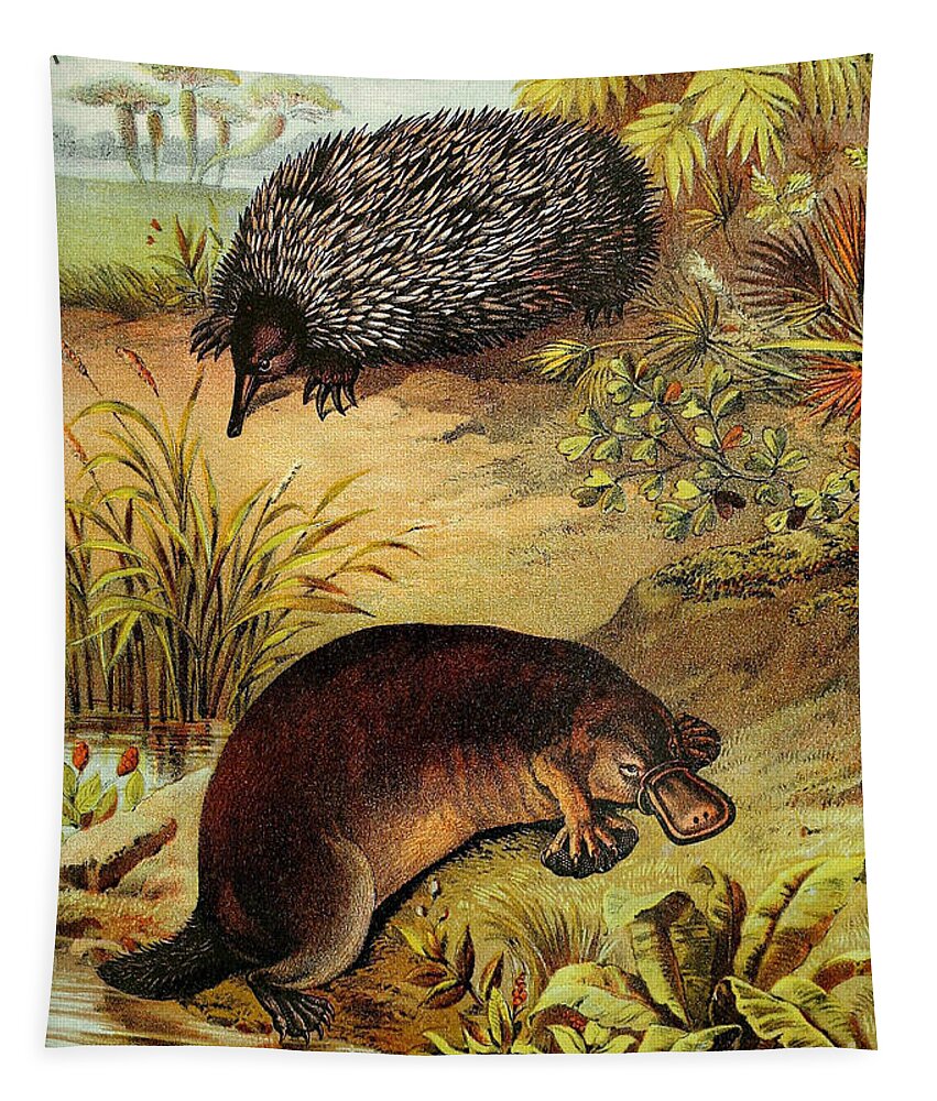 Echidnas Tapestry featuring the photograph Echidna And Platypus, Egg-laying Mammals by Biodiversity Heritage Library