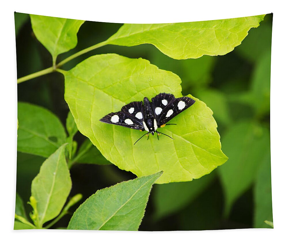 Butterfly Tapestry featuring the photograph Eight Spotted Forester Moth by Christina Rollo