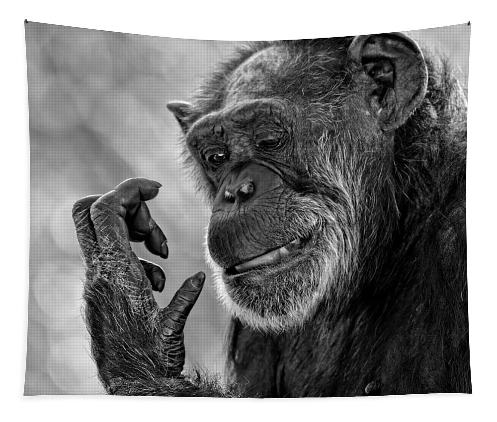 Elderly Chimp Tapestry featuring the photograph Elderly Chimp Studying Her Hand by Jim Fitzpatrick