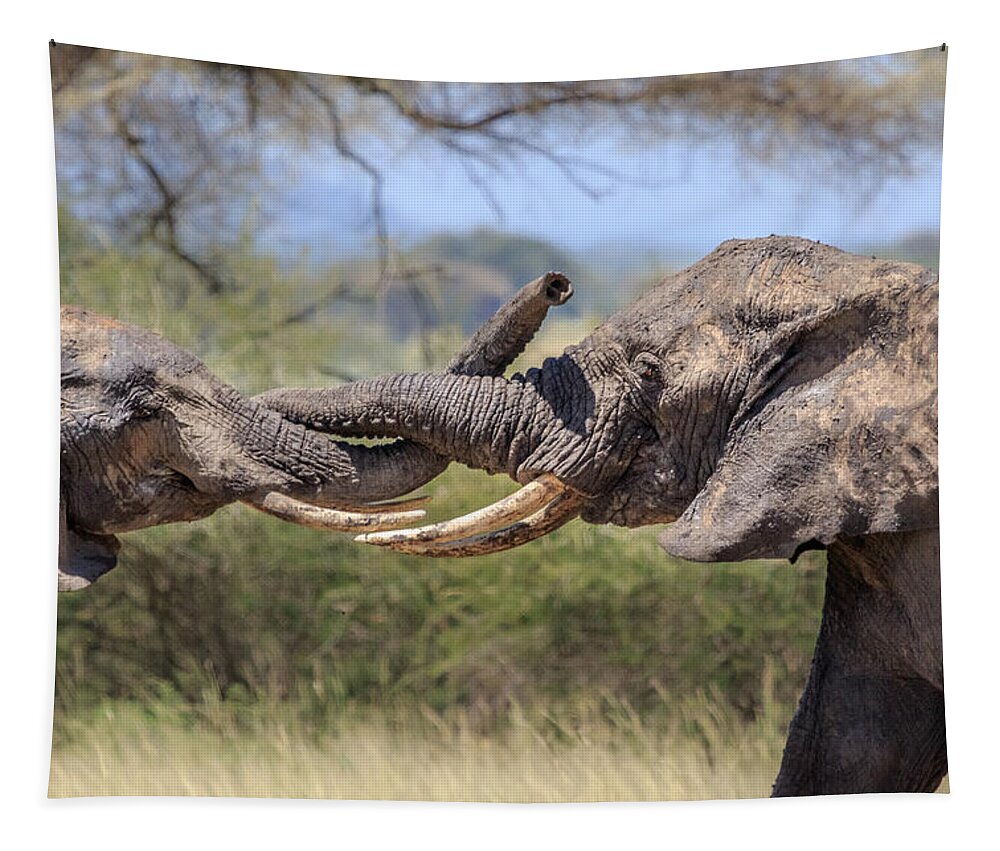Africa Tapestry featuring the photograph Elephant Arm Wrestling by Sylvia J Zarco