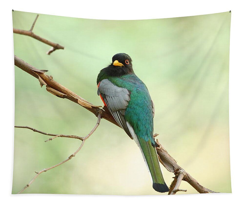 Birds Tapestry featuring the photograph Elegant Trogon At Chiricahuas' South Fork by Steve Wolfe