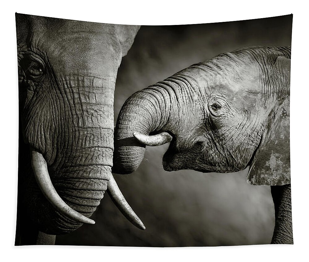 Elephant; Interact; Touch; Gently; Trunk; Young; Large; Small; Big; Tusk; Together; Togetherness; Passionate; Affectionate; Behavior; Art; Artistic; Black; White; B&w; Monochrome; Image; African; Animal; Wildlife; Wild; Mammal; Animal; Two; Moody; Outdoor; Nature; Africa; Nobody; Photograph; Addo; National; Park; Loxodonta; Africana; Muddy; Caring; Passion; Affection; Show; Display; Reach Tapestry featuring the photograph Elephant affection by Johan Swanepoel