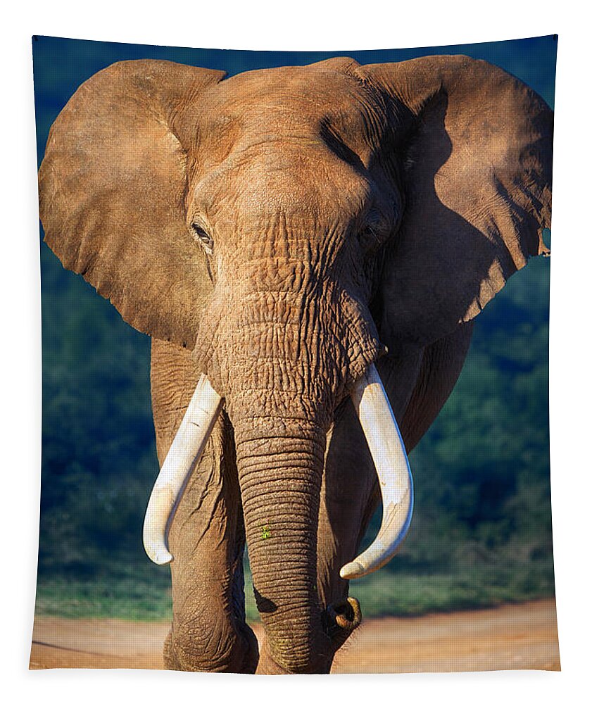 Elephant Tapestry featuring the photograph Elephant approaching by Johan Swanepoel