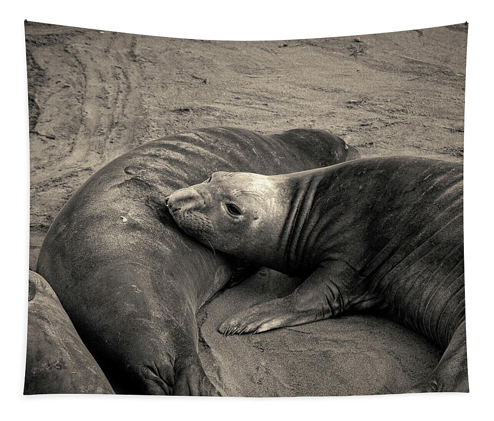 Proboscis Tapestry featuring the photograph Elephant Seals IV Toned by David Gordon