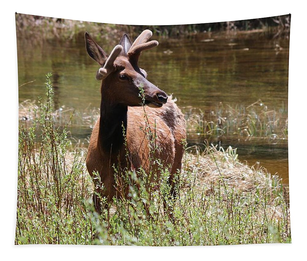 Elk Tapestry featuring the photograph Elk at the Pond  by Christy Pooschke