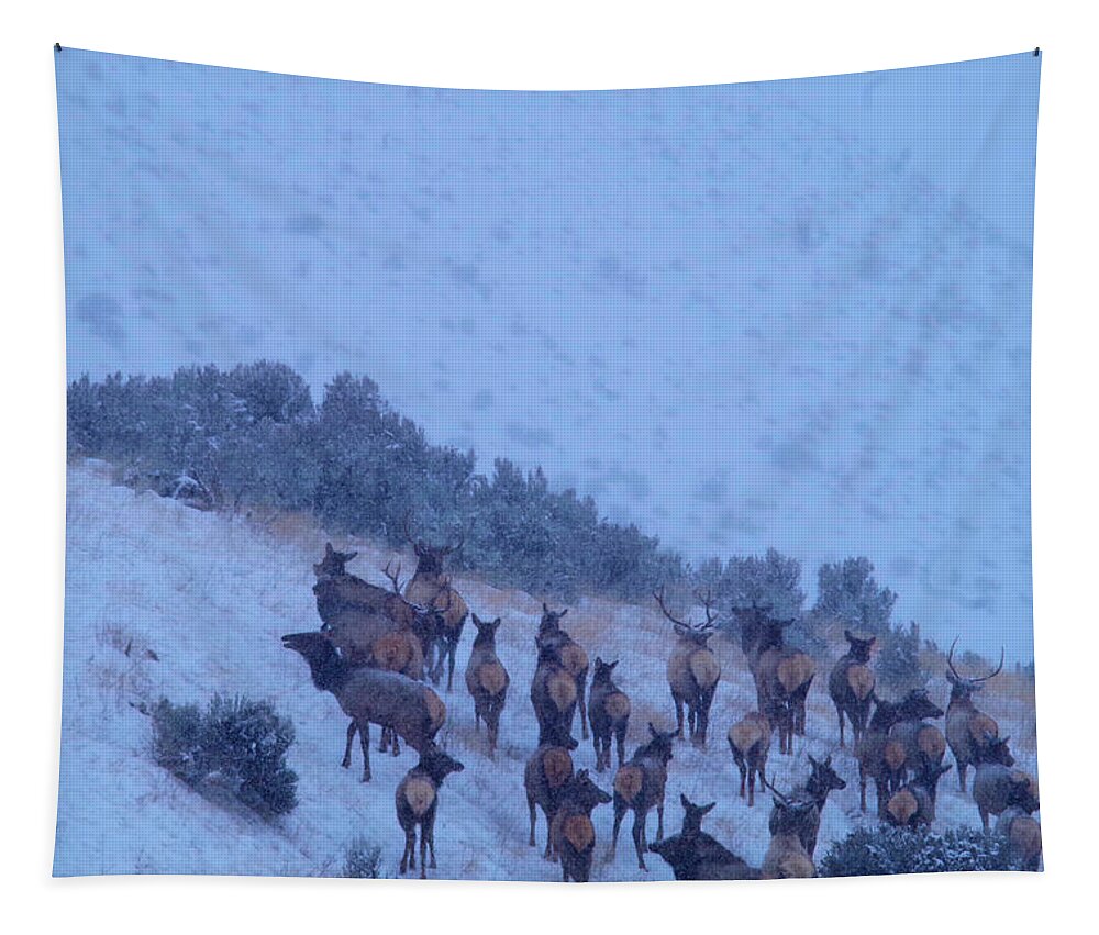 Elk Tapestry featuring the photograph Elk herd in snowfall by Jeff Swan