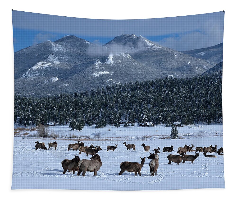 Moraine Tapestry featuring the photograph Elk In The Snow by Tranquil Light Photography