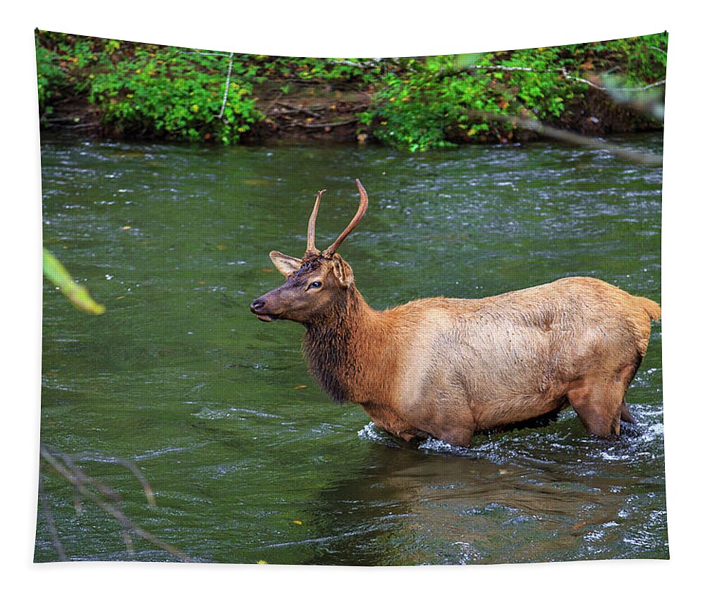 Elk Tapestry featuring the photograph Elk in the Stream 2 by Tim Stanley