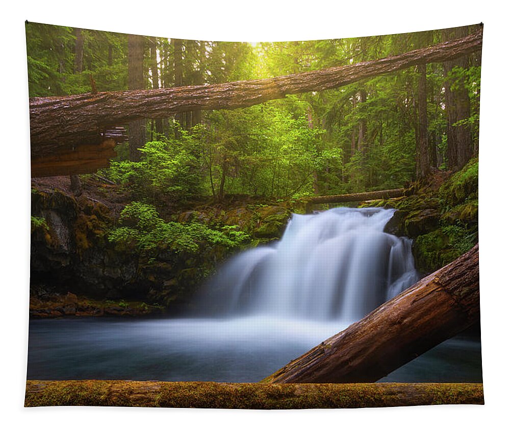 Sunlight Tapestry featuring the photograph Enchanted Forest by Darren White
