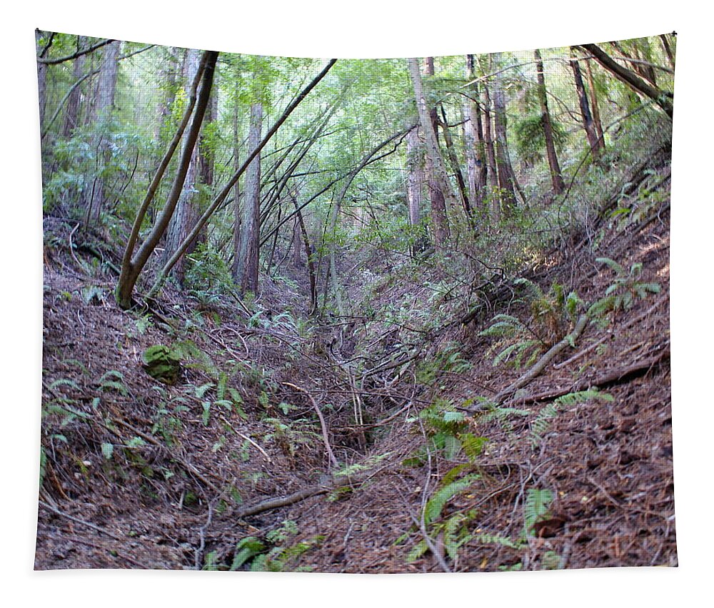 Mount Tamalpais Tapestry featuring the photograph Enchanted Forest on Mt Tamalpais by Ben Upham III