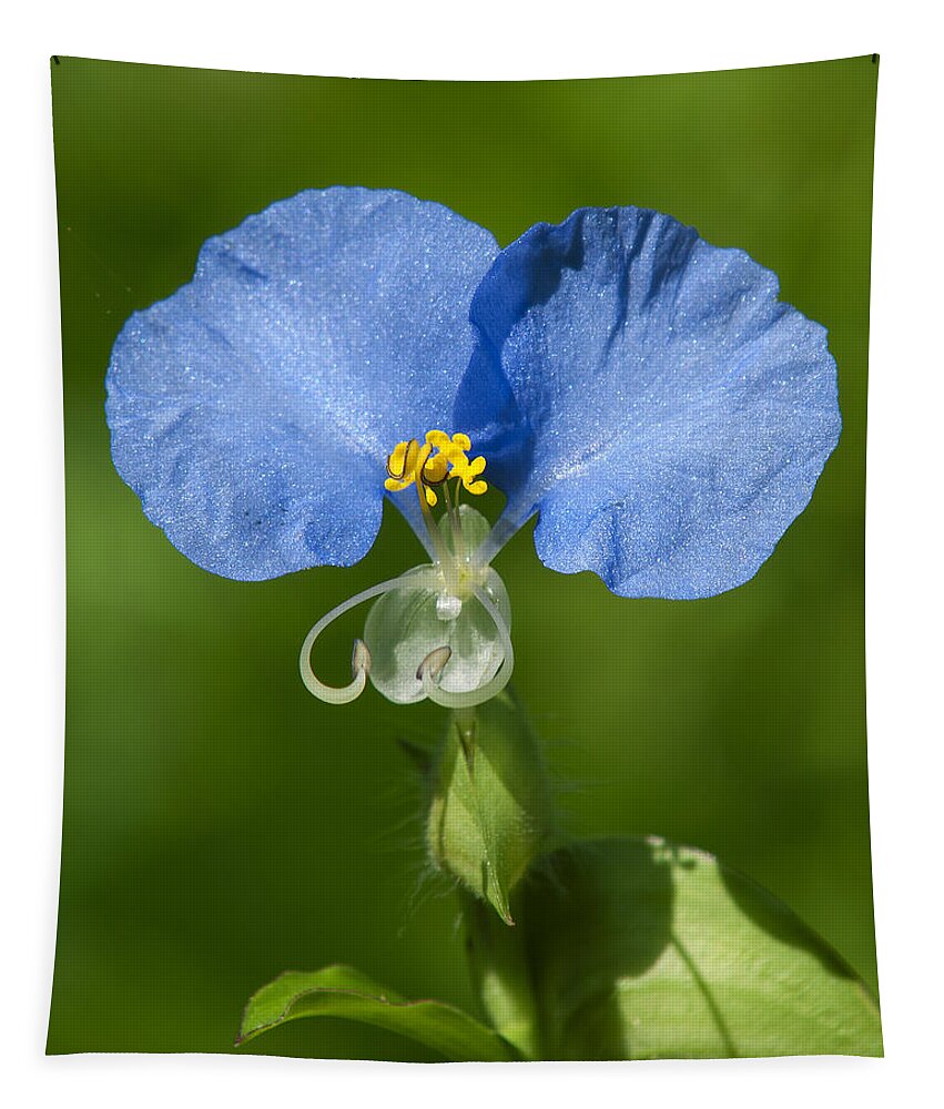 Nature Tapestry featuring the photograph Erect Dayflower DSMF0300 by Gerry Gantt