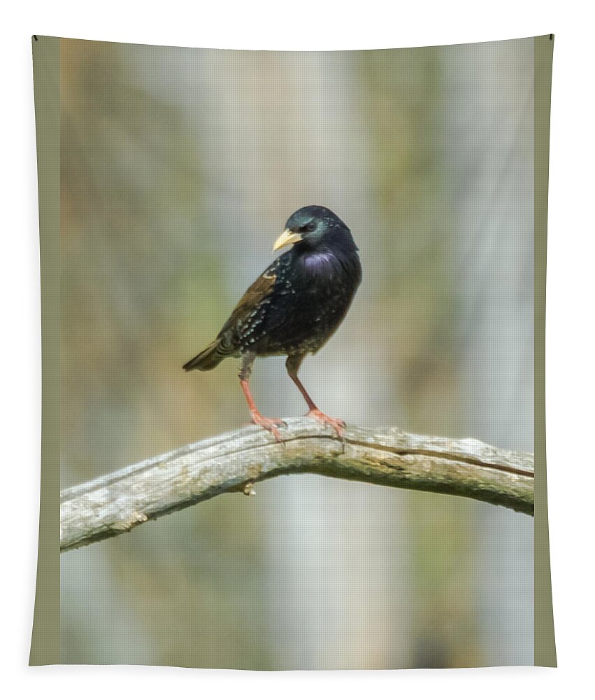 European Starling Tapestry featuring the photograph European Starling by Holden The Moment