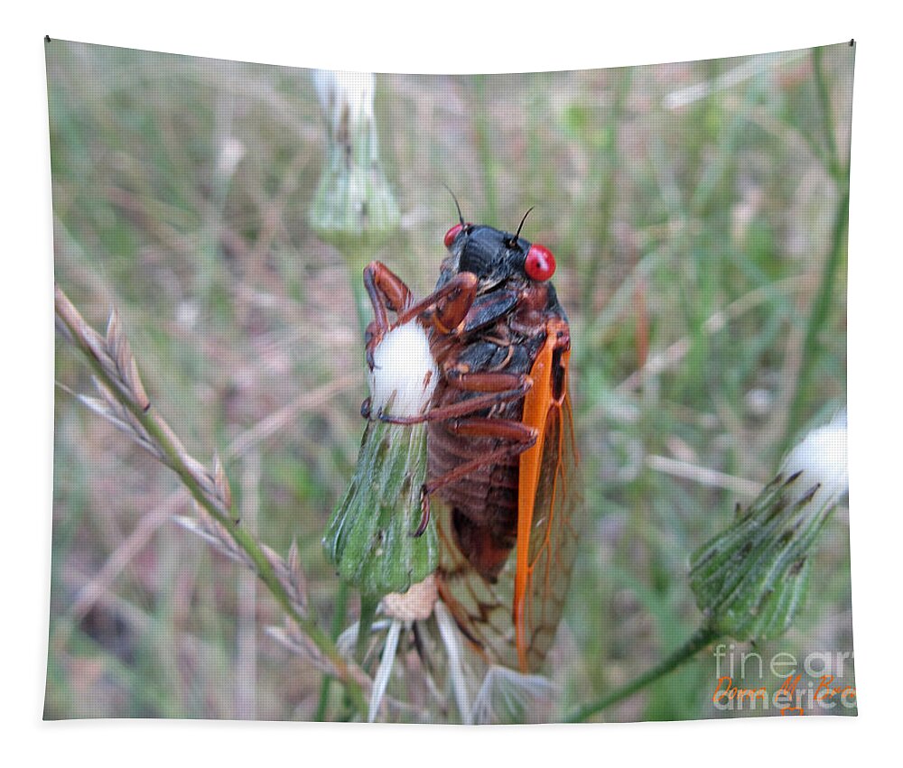 Insect Tapestry featuring the photograph Every Thirteen Years by Donna Brown