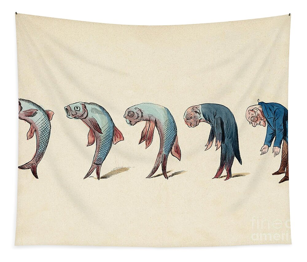 Evolution Of Fish Into Old Man, C. 1870 Tapestry by Wellcome