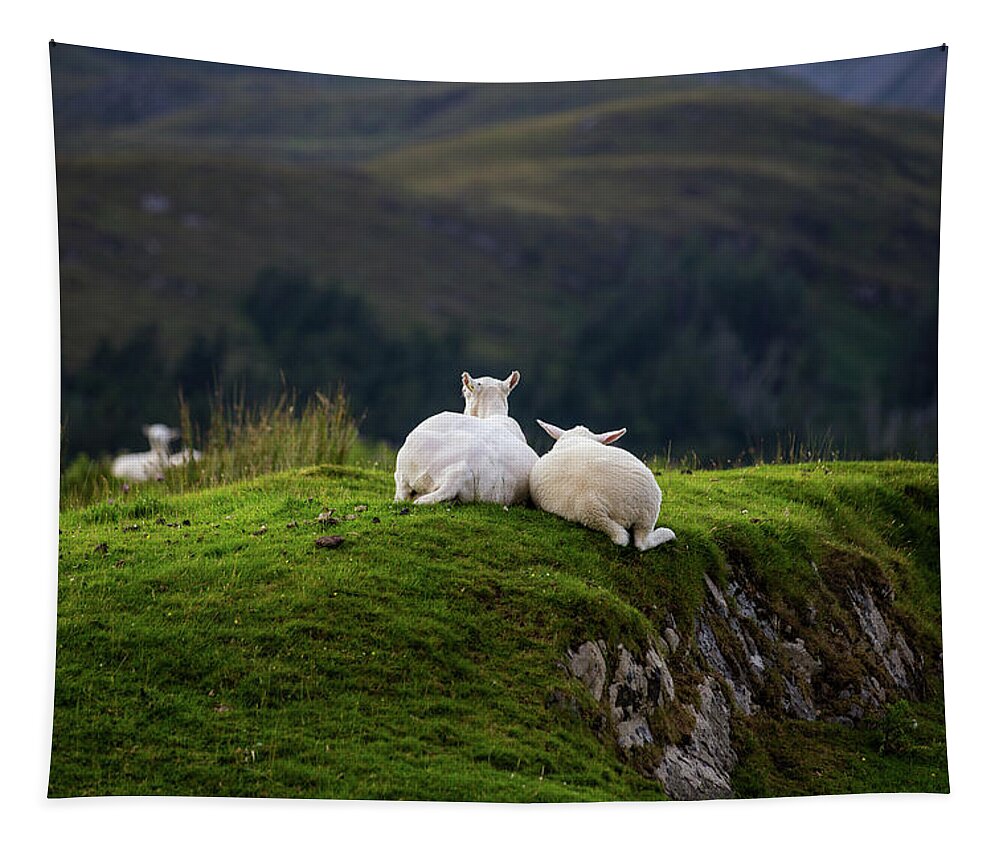 Sheep Tapestry featuring the photograph Ewe and Me by Rob Davies