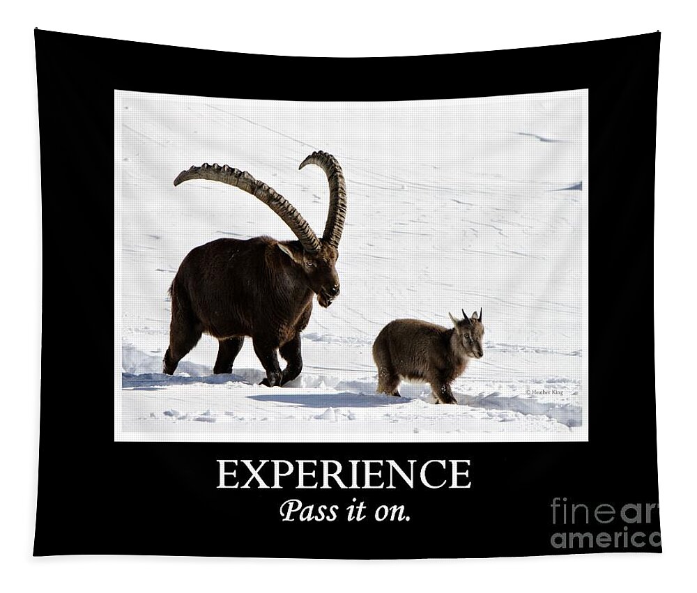 Ibex Tapestry featuring the photograph Experience by Heather King