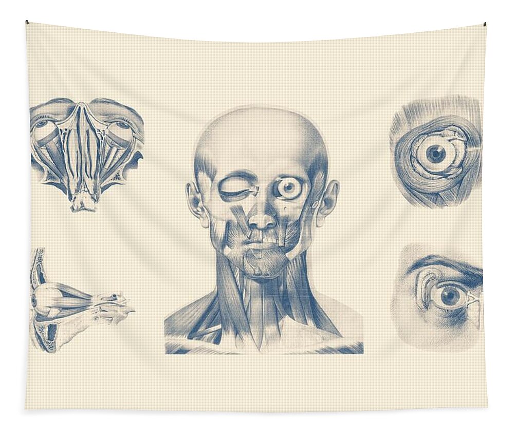 Face Anatomy Tapestry featuring the mixed media Eye and Facial Anatomy - Multiview by Vintage Anatomy Prints