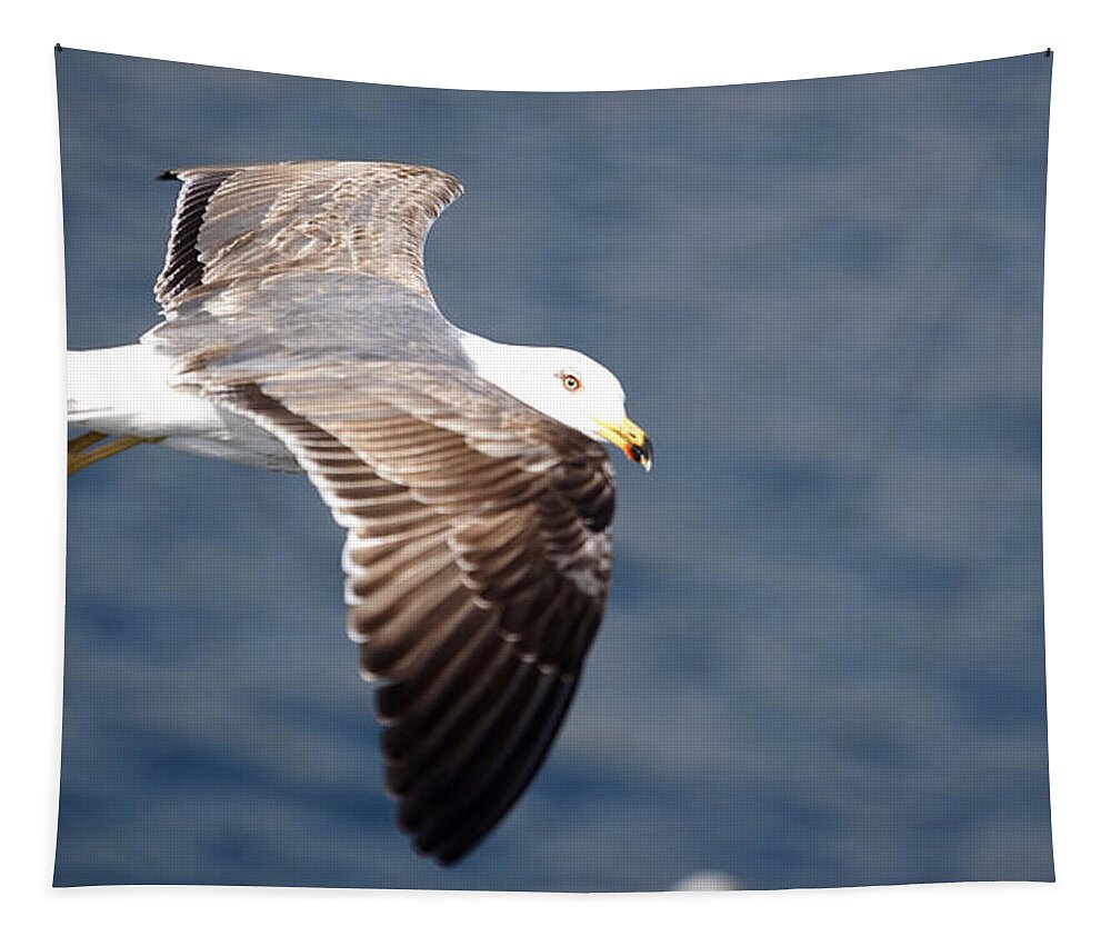 Sea Gull Tapestry featuring the photograph Eye Contact by Brooke Bowdren