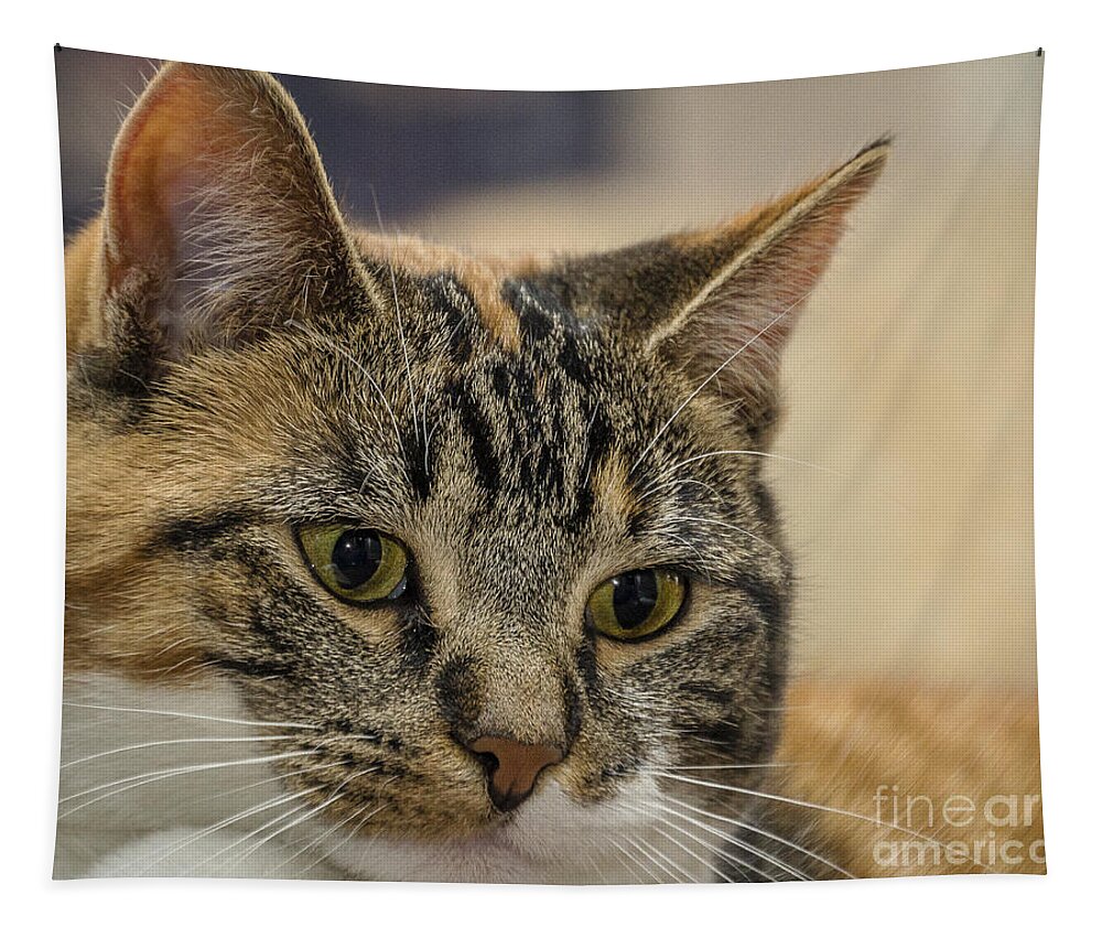 Cat Tapestry featuring the photograph Eyes for You by Joann Long