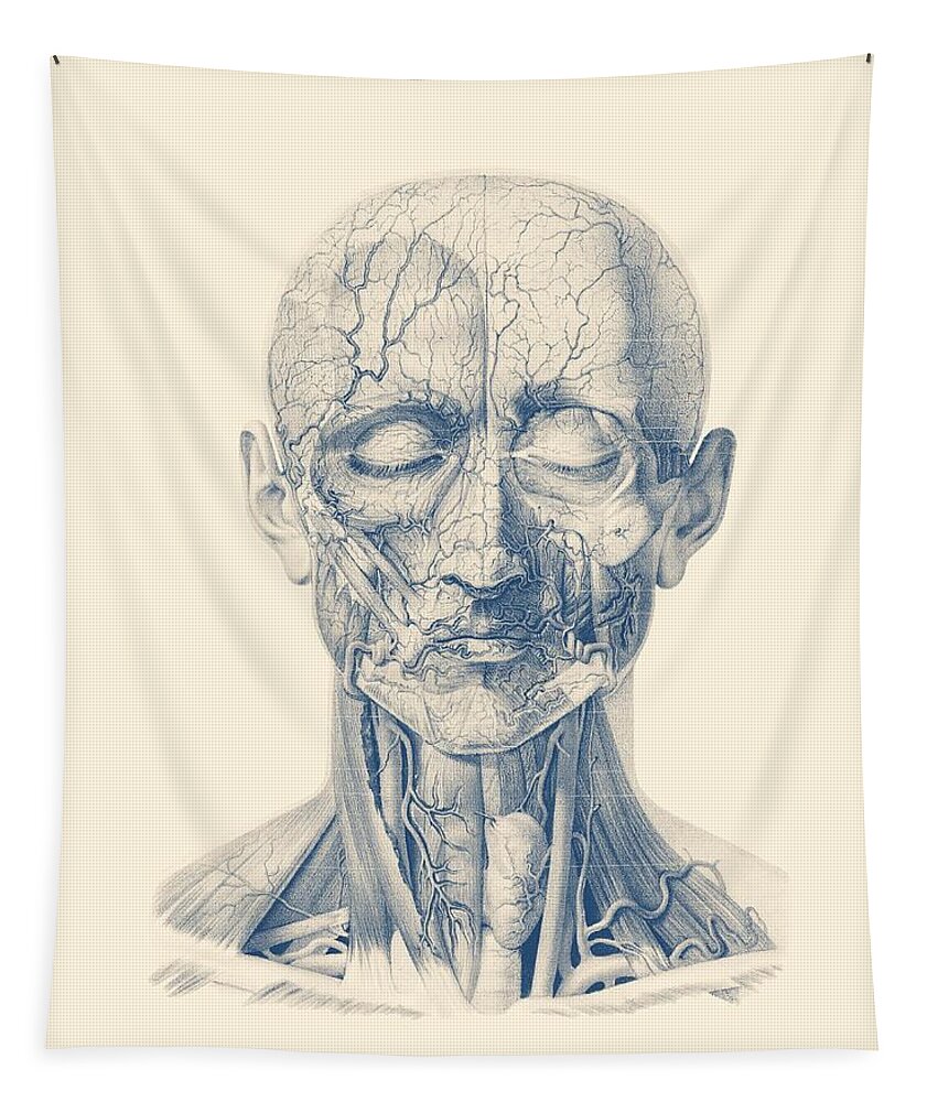 Face Arteries Tapestry featuring the drawing Facial Veins and Arteries - Vintage Anatomy Print by Vintage Anatomy Prints
