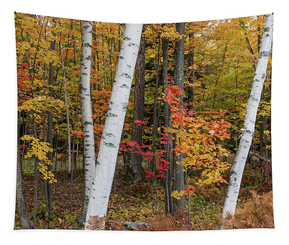  Tapestry featuring the photograph Fall Color by Paul Schultz