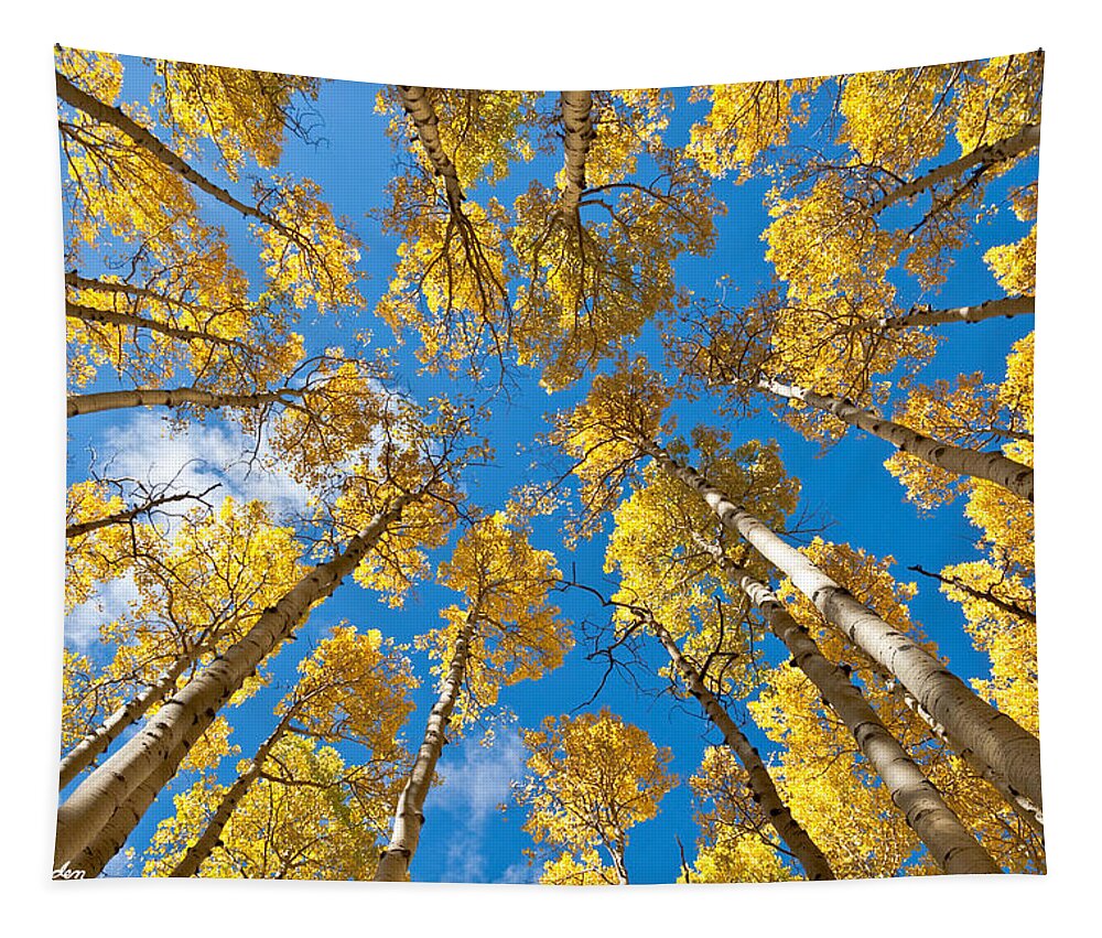 Arizona Tapestry featuring the photograph Fall Colored Aspens in the Inner Basin by Jeff Goulden