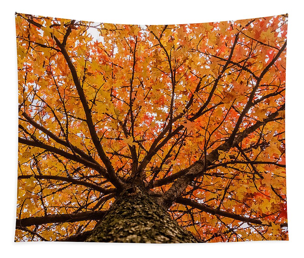 Autumn Tapestry featuring the photograph Fall display by SAURAVphoto Online Store