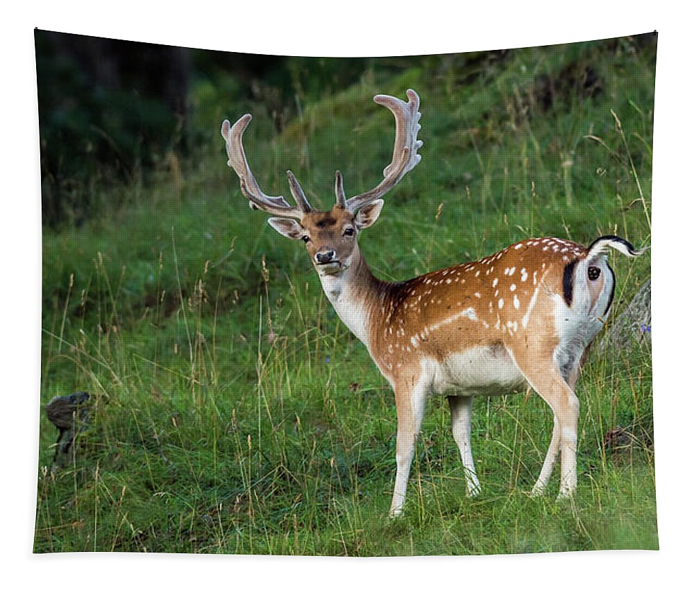 Fallow Deer Buck Tapestry featuring the photograph Fallow Deer Buck by Torbjorn Swenelius
