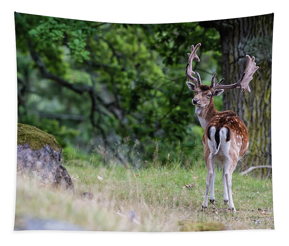 Fallow Deer Tapestry featuring the photograph Fallow deer by Torbjorn Swenelius