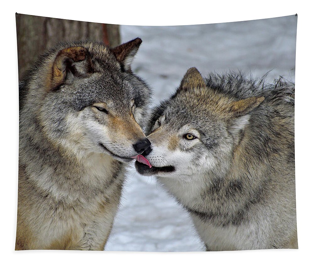 Timber Wolf Tapestry featuring the photograph Familiar by Tony Beck