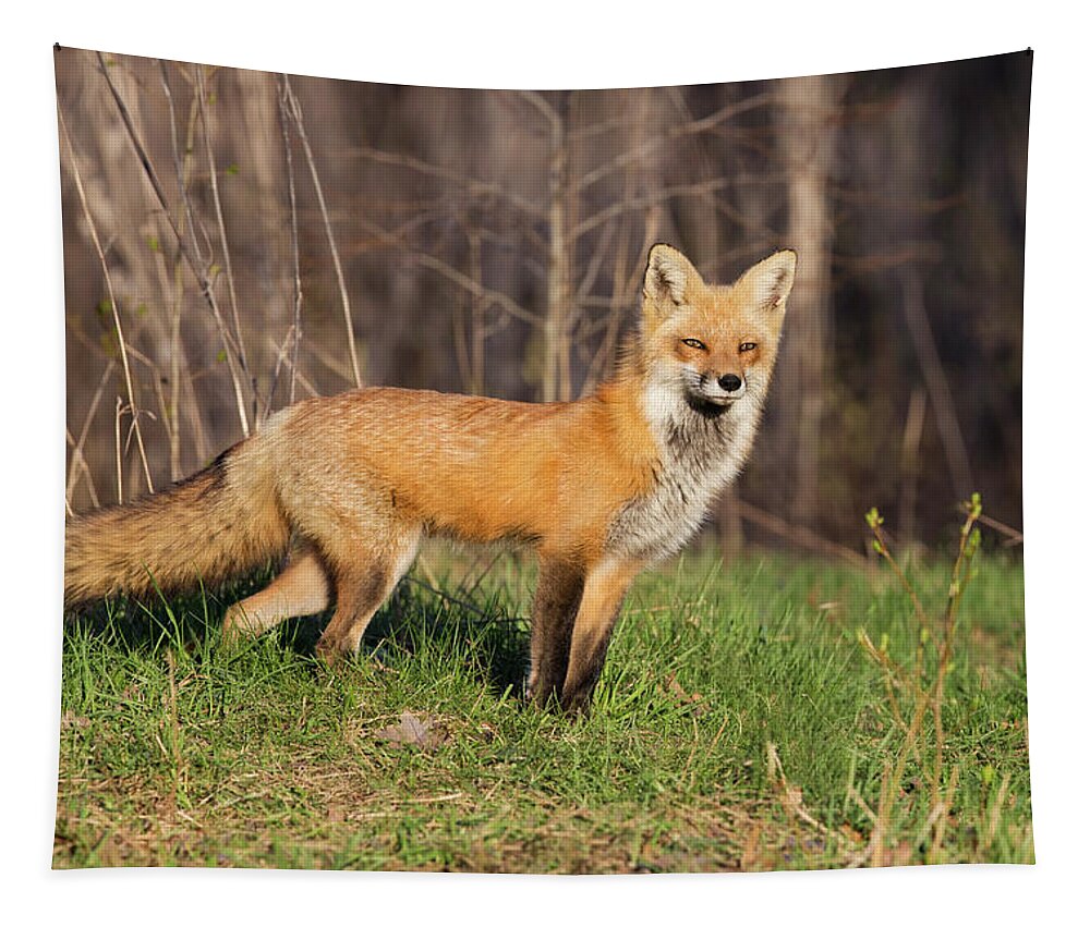 Wild Tapestry featuring the photograph Fantastic Mr Fox by Mircea Costina Photography