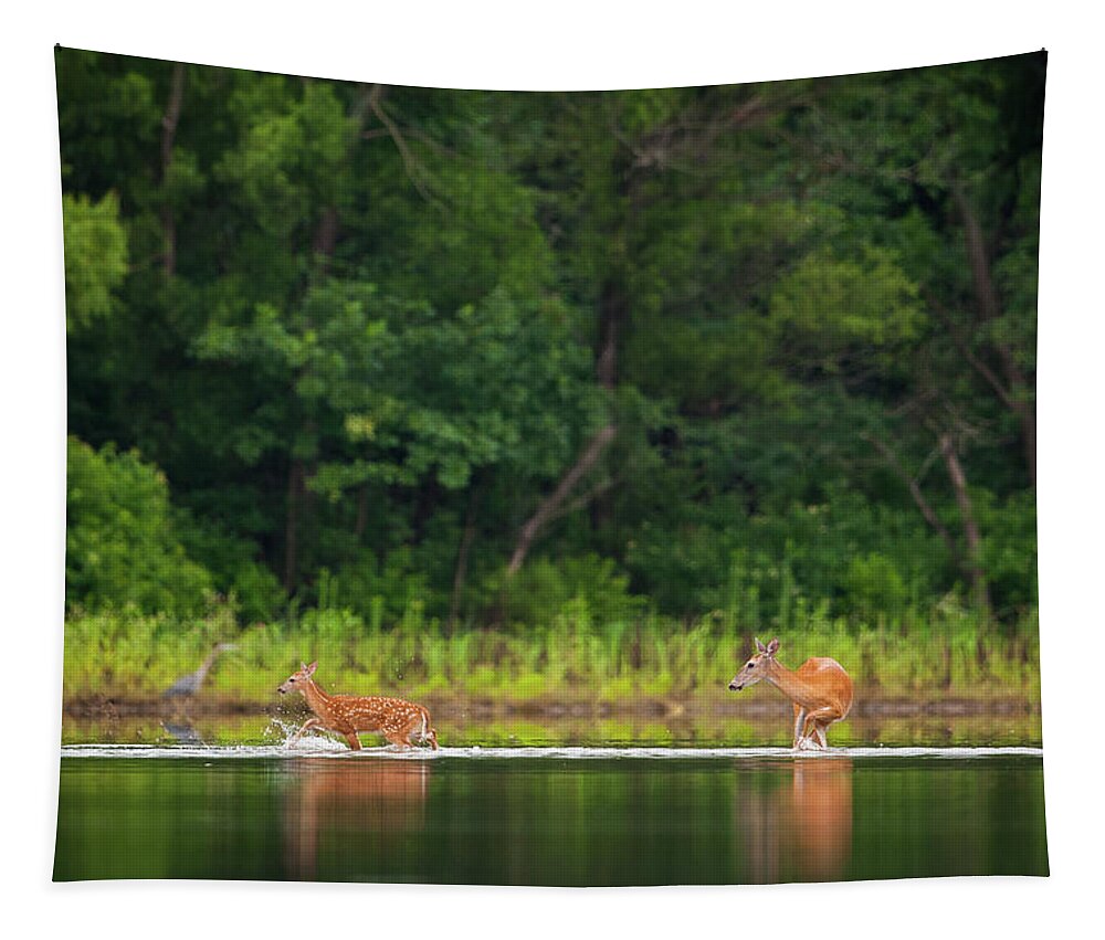 Pomona Lake Tapestry featuring the photograph Fawn Splashing by Jeff Phillippi