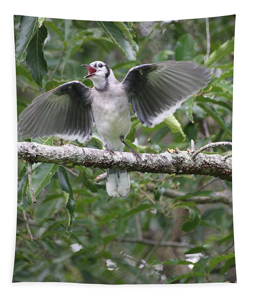 Bird Tapestry featuring the photograph Feed Me by Wendy Coulson