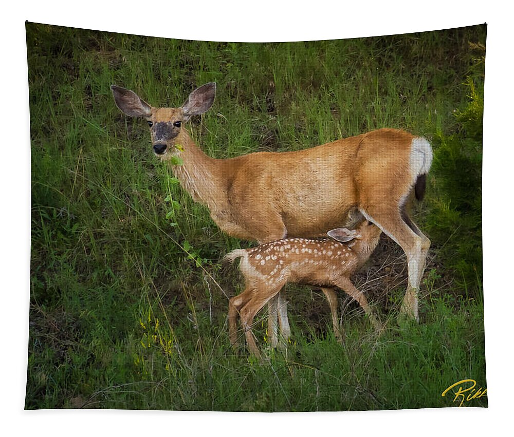 Animals Tapestry featuring the photograph Feeding Fawn by Rikk Flohr