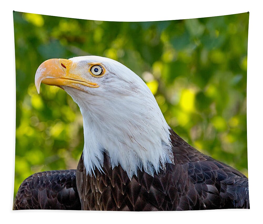 Bald Eagle Tapestry featuring the photograph Female Bald Eagle Portrait by Dawn Key