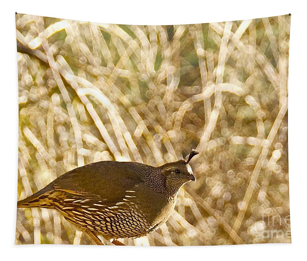 Photography Tapestry featuring the photograph Female California Quail by Sean Griffin