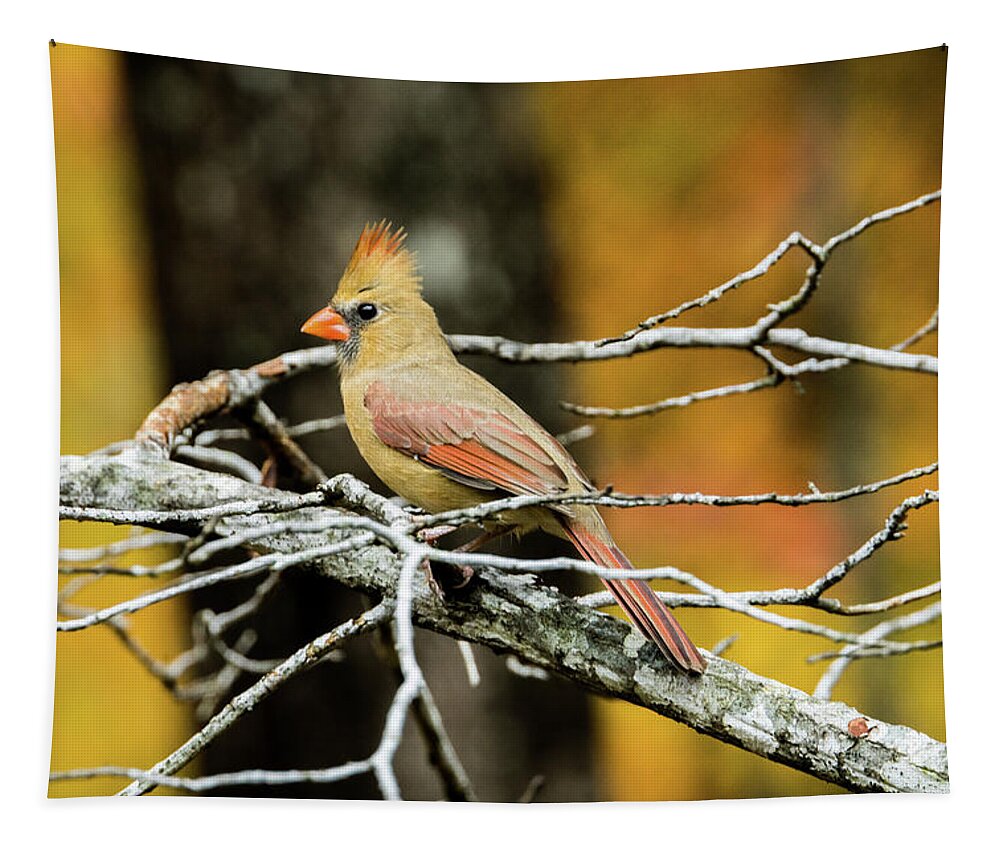Redbird Tapestry featuring the photograph Female Cardinal Eying a Bit of Food by Douglas Barnett
