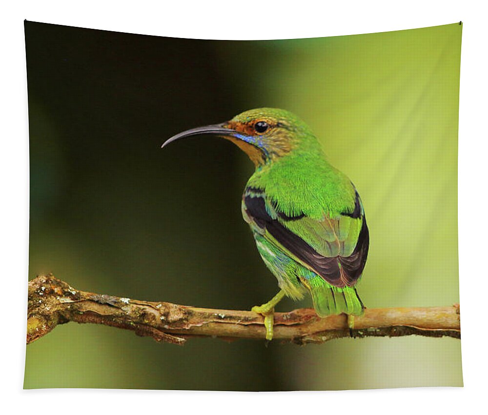 Asa Wright Nature Centre Tapestry featuring the photograph Female Green Honeycreeper at Trinidad's Asa Wright by Steve Wolfe