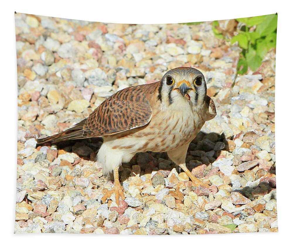 Kestrel Tapestry featuring the photograph Female Kestrel Falcon by Shoal Hollingsworth