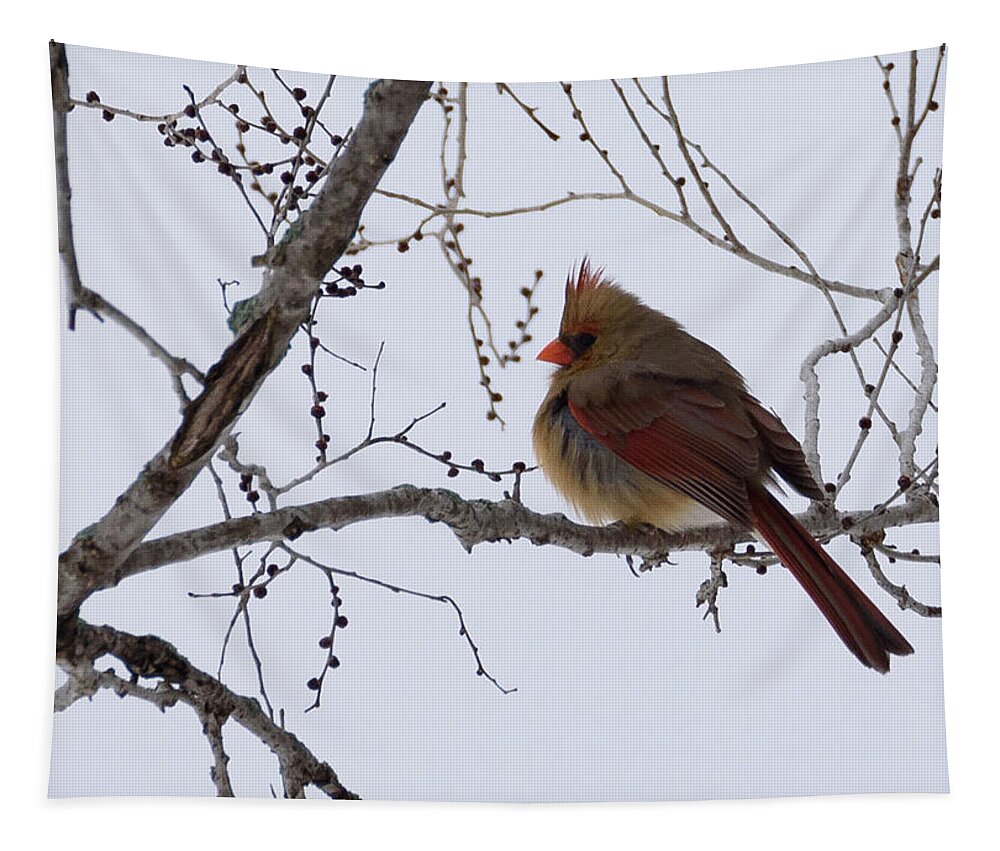 Northern Cardinal Tapestry featuring the photograph Female Northern Cardinal by Holden The Moment
