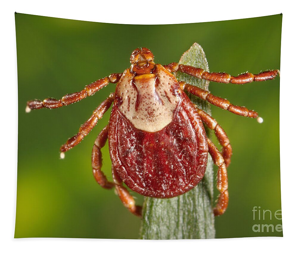 Animal Tapestry featuring the photograph Female Rocky Mountain Tick by Science Source