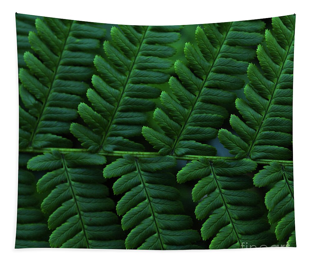 Donegal On Your Wall Tapestry featuring the photograph Fern Detail Donegal by Eddie Barron