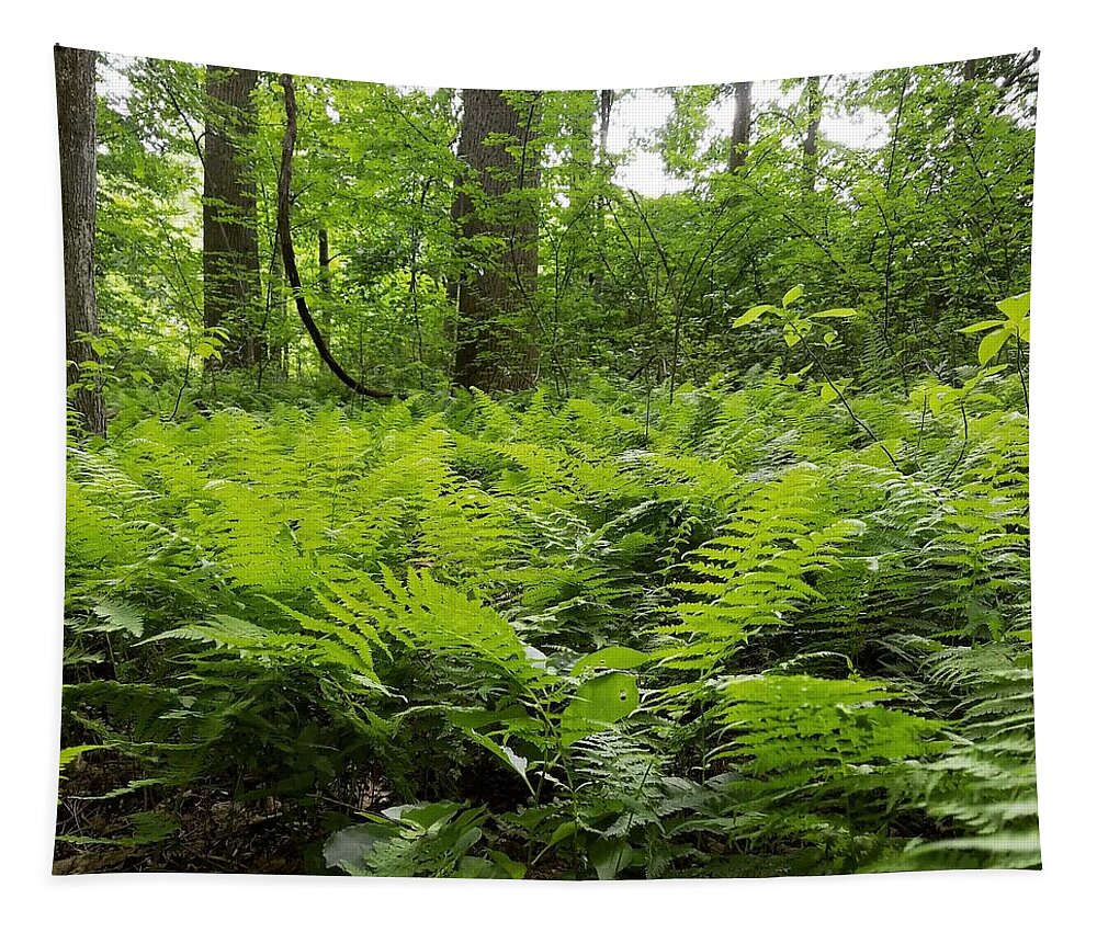 Ferns Tapestry featuring the photograph Fern Woods by Vic Ritchey