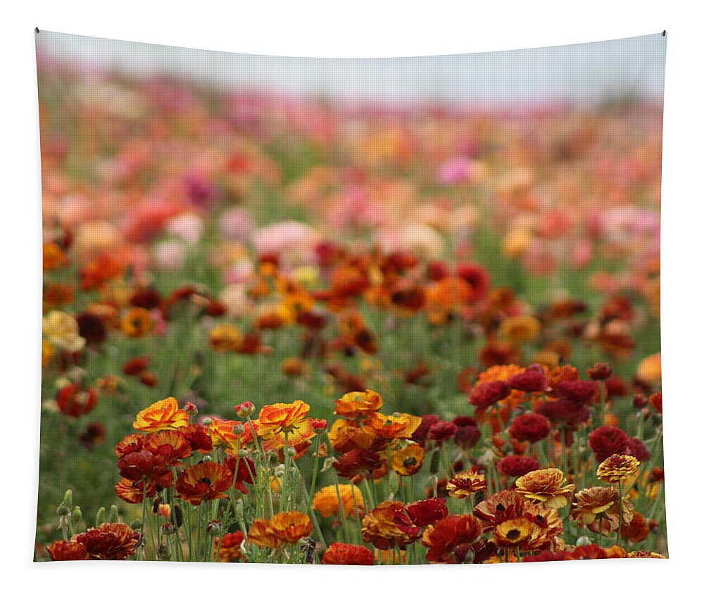 Honey Brown Ranunculus Tapestry featuring the photograph Field of Burnt Orange and Honey Ranunculus by Colleen Cornelius
