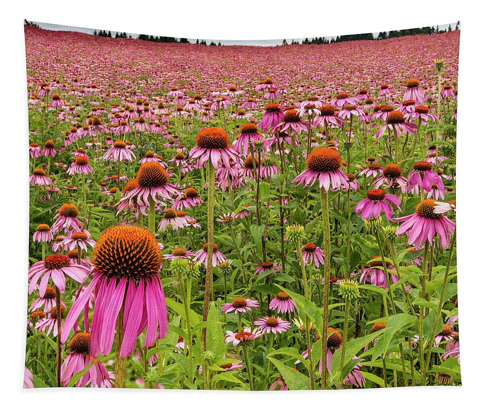 Jean Noren Tapestry featuring the photograph Field of Echinacea by Jean Noren