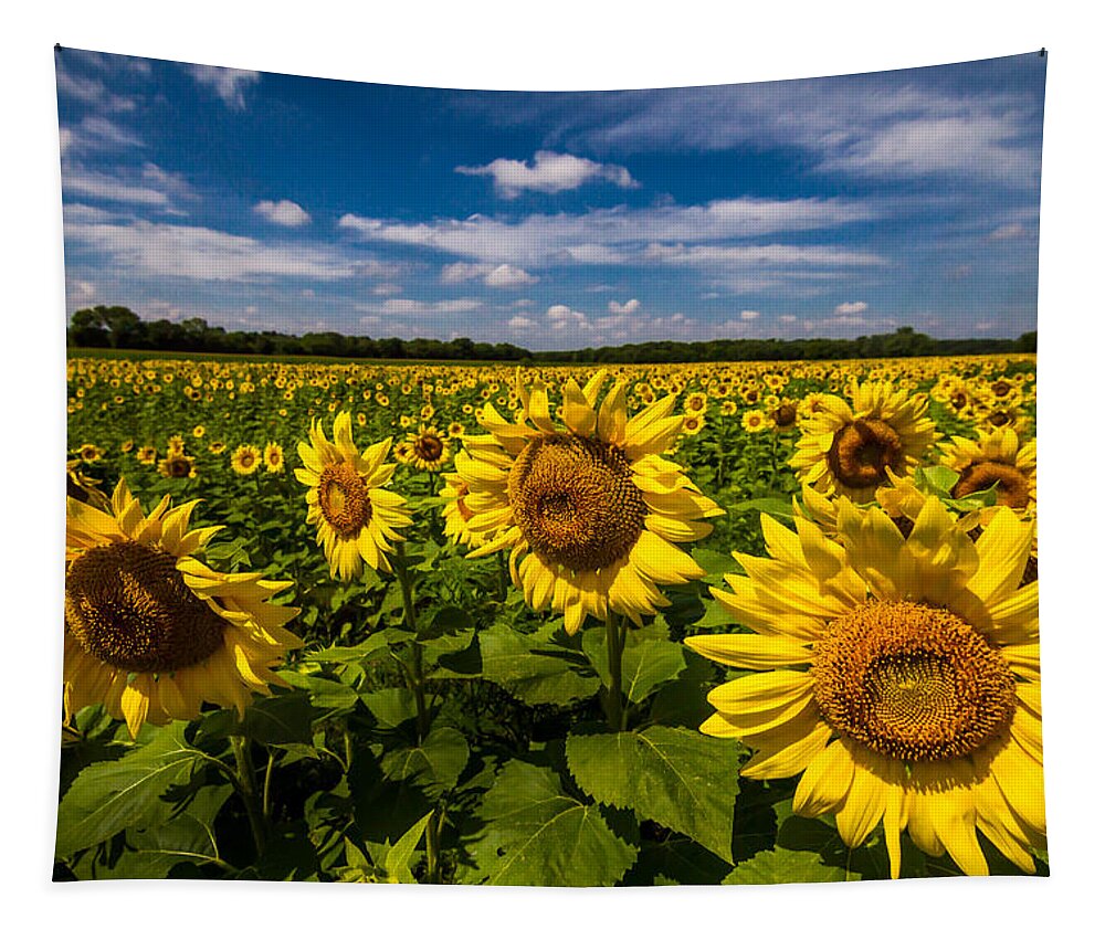 Blue Sky Tapestry featuring the photograph Field of Sun by Ron Pate